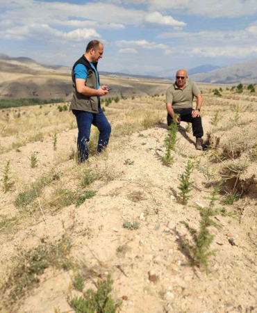 180 bin adet sedir ve 40 bin adet karaçam dikimi yapılan sahalarda incelemelerde bulunuldu