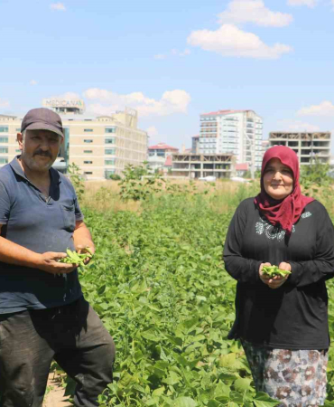 Apartmanlar Arasında Ata Tohumunu Yeşertmeye Çalışıyor
