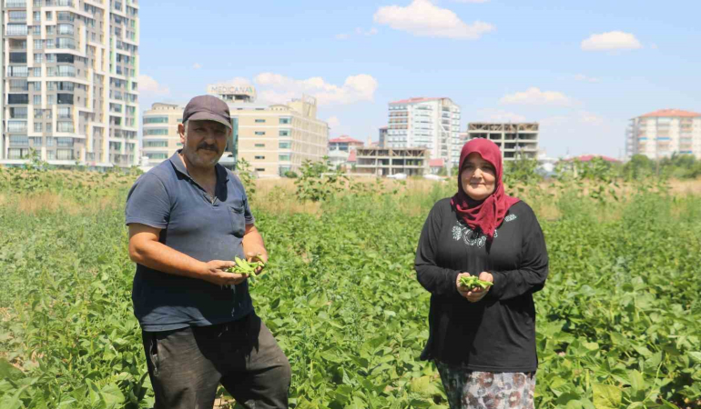 Apartmanlar Arasında Ata Tohumunu Yeşertmeye Çalışıyor