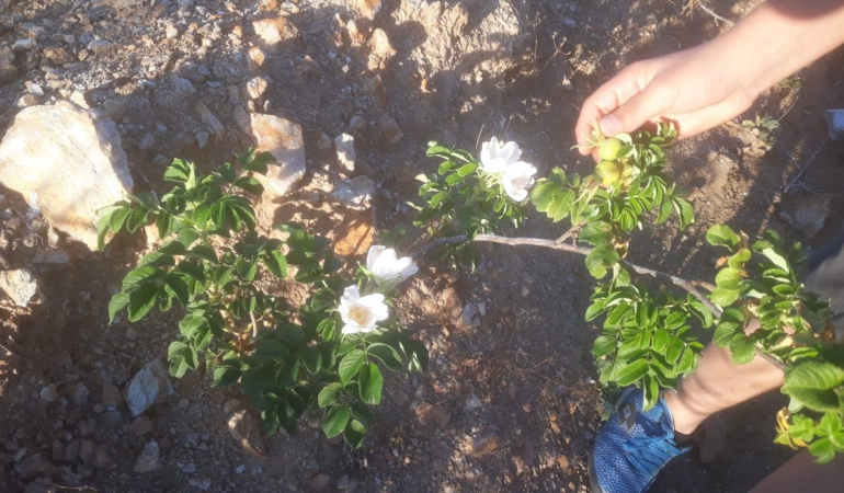 Bayburtta 400 Dönüm Arazi̇ye 60 Bi̇n Kuşburnu Fi̇danı Di̇ki̇ldi̇