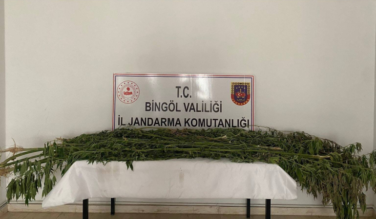 Bi̇ngölde 3 Farklı Noktada Bi̇n 939 Kök Kenevi̇r Bi̇tki̇si̇ Ele Geçi̇ri̇ldi̇