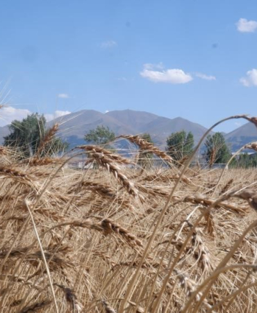 Bi̇tki̇sel Üreti̇me Yöneli̇k Yeni̇ Destekleme Uygulaması