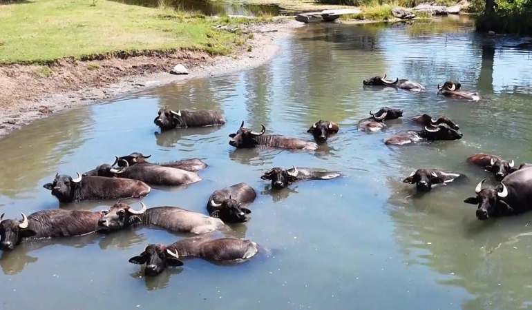 Burası Serengeti̇ Deği̇l Erzi̇ncan Ovası