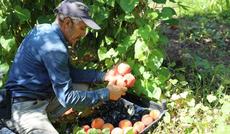 Elazığda Şeftali̇ Hasadı Devam Edi̇yor