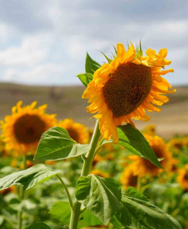 Erzincan’da ayçiçeği tarlaları sarının her tonuyla güneşi kıskandırıyor