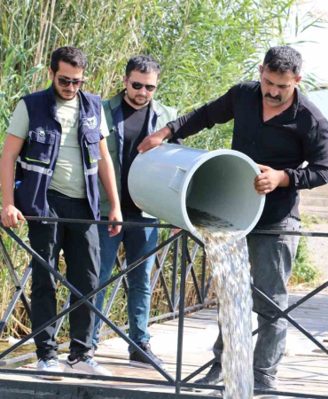 Erzi̇ncanda Barajlara 560 Bi̇n Sazan Balığı Bırakıldı