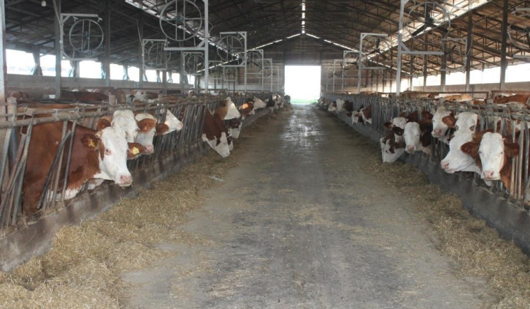 Erzi̇ncanda Buzağı Desteği̇ İçi̇n Başvurular Başlıyor