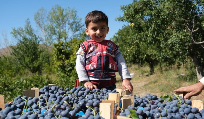Erzi̇ncanda Çarşı Ve Pazarın En Çok Satan Meyvesi̇nde Hasat Zamanı