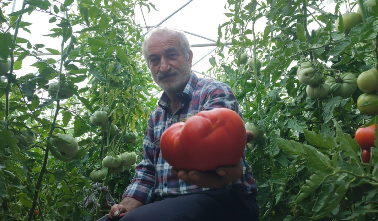 Erzurumun Dev Domatesleri̇