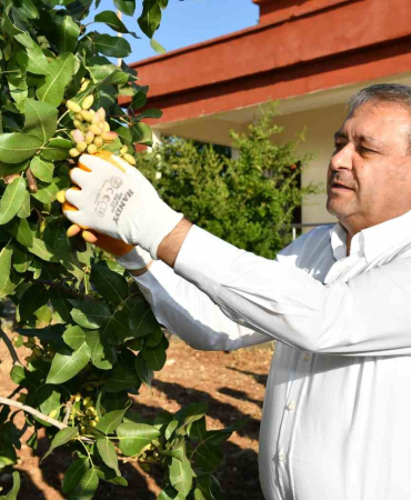 Fıstıkta 180 bin ton rekolte bekleniyor