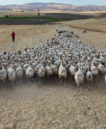 Hayvan Sahi̇pleri̇ İsyan Etti̇: ‘Türk Çoban Kalmadı