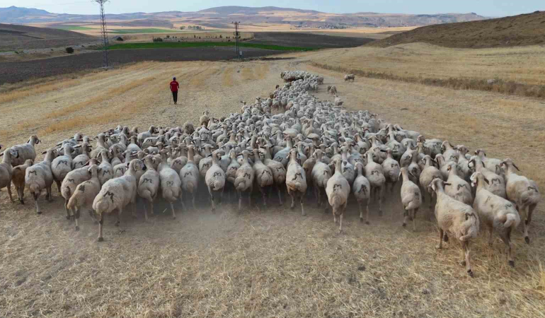 Hayvan Sahi̇pleri̇ İsyan Etti̇: ‘Türk Çoban Kalmadı