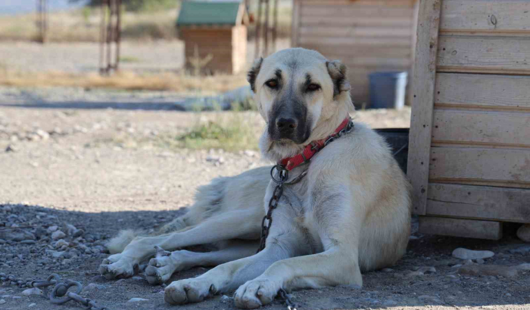 Kangalların Yavrularını Yemesi̇ni̇n Sırrı Açığa Çıktı