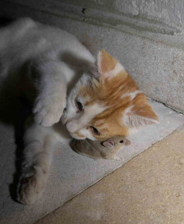 Kedi̇ni̇n Fareyle Oynaması Gülümsetti̇