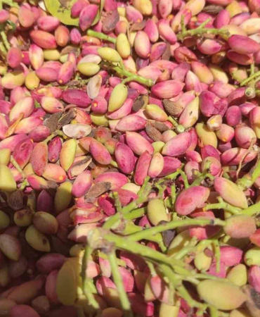 Mersin’de fıstık hasadı