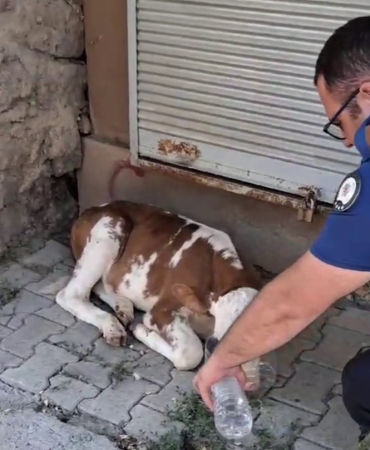 Mi̇ni̇k Buzağıya Poli̇sten Şefkat Eli̇
