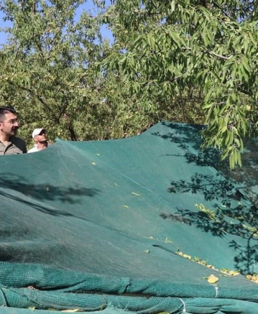 Selendi’de badem hasadı başladı