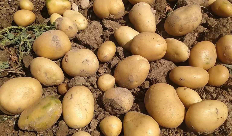 Si̇vas Patates Üreti̇mi̇nde 6. Sırada Yer Aldı