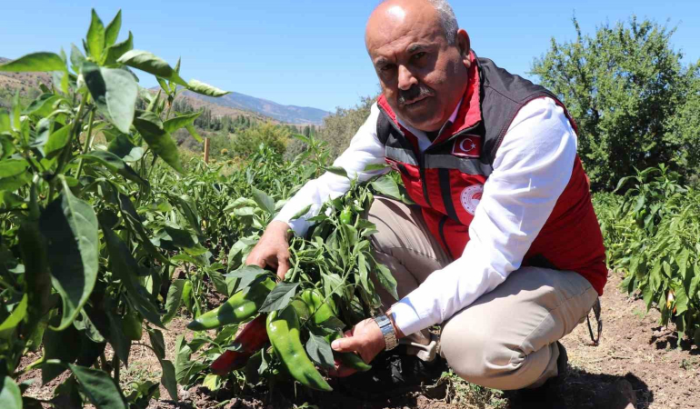 Si̇vasta Salçalık Bi̇ber Ve Domates Hasadı Başladı