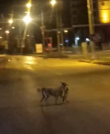 Sokak Köpeği̇ Parçaladığı Kedi̇yi̇ Ağzında Götürdü