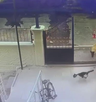 Sokak Köpekleri̇ Kedi̇ye Saldırdı, O Anlar Kameraya Yansıdı