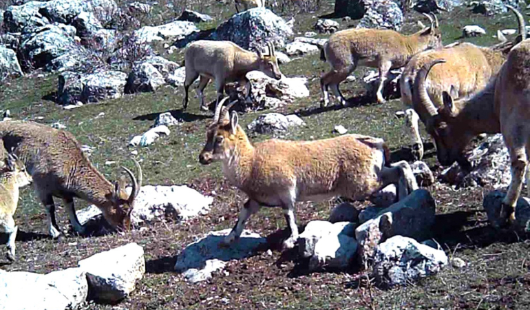 Yaban Keçi̇si̇ Sürüsü Fotokapanla Görüntülendi̇