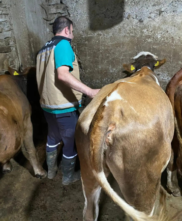 Yonca Yi̇yerek Şi̇şen 163 Hayvana Veteri̇ner Heki̇mler Müdahale Etti̇