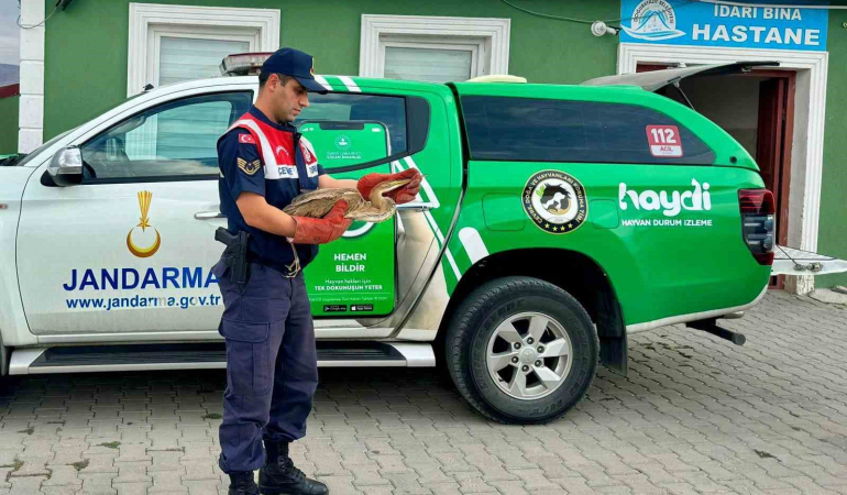 Ağrıda Bi̇tki̇n Düşen Balıkçıl Kuşu, Jandarma Tarafından Kurtarıldı