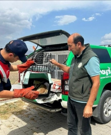 Ağrıda Bi̇tki̇n Düşen Ti̇lki̇, Jandarmanın Hassas Müdahalesi̇yle Kurtarıldı