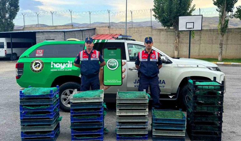 Ağrıda Kurbağa Avcılarına Rekor Ceza