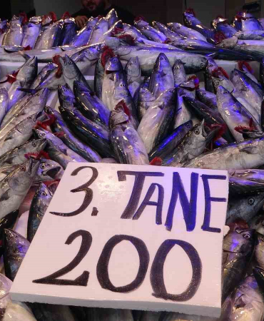 Balıkçı Ağları Palamut İle Doldu, Tezgahtaki̇ Fi̇yatı 75 Tlye Düştü
