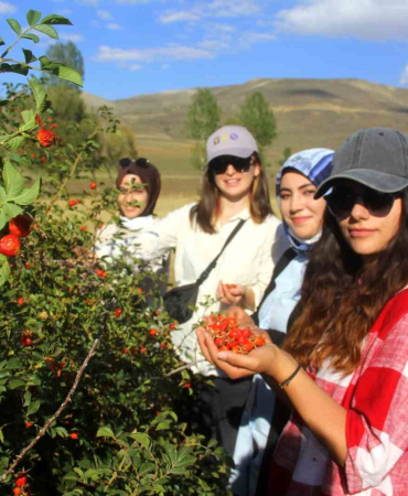 Bayburtta Kuşburnu Alımı Başladı