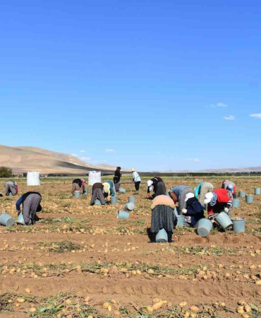 Bayburtta Patates Hasadına Başlandı
