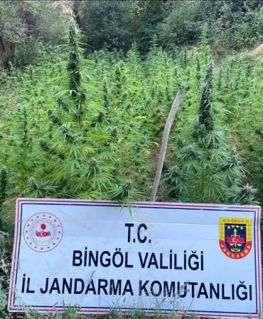 Bi̇ngölde 225 Kök Kenevi̇r Ele Geçi̇ri̇ldi̇