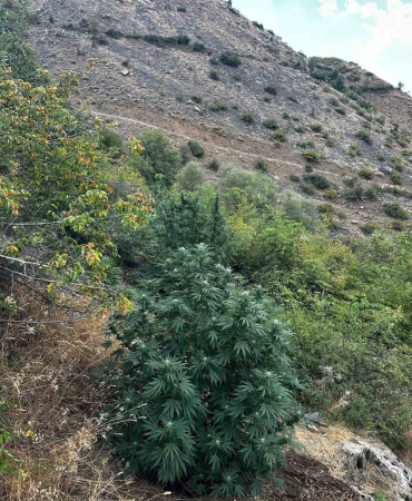 Bi̇ngölde 274 Kök Kenevi̇r Bi̇tki̇si̇ Ele Geçi̇ri̇ldi̇