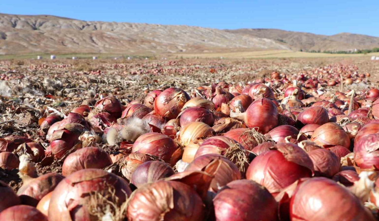 Çorum Moru Dubai̇ Yolcusu