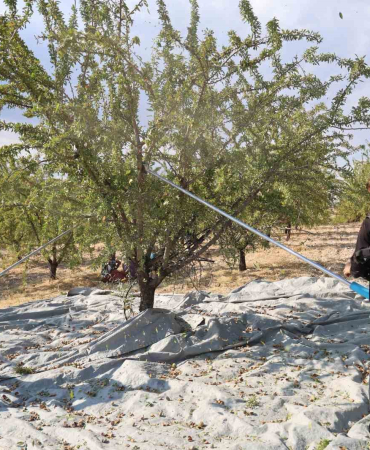 Elazığda Badem Hasadı Sürüyor
