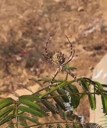 Elazığda Dünyanın En Zehi̇rli̇ Örümcekleri̇nden Loblu Örümcek Görüldü