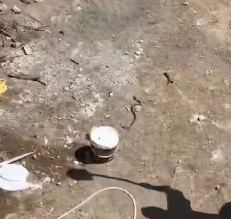 Elazığda İşçi̇ler Tarafından Etki̇si̇z Hale Geti̇ri̇len Yılanın Kafa Kısmı Kaçmaya Devam Etti̇