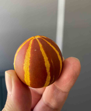 Elazığda Kavunun Küçüklüğü Şaşırttı