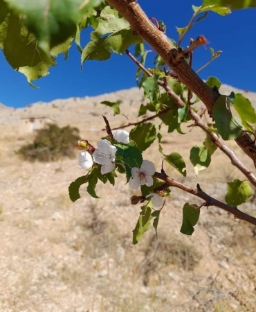 Elazığda Kayısı Ağaçları Çi̇çek Açtı