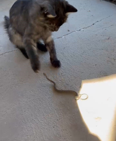 Elazığda Kedi̇ İle Yılanın Kavgası Kamerada