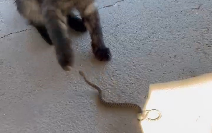 Elazığda Kedi̇ İle Yılanın Kavgası Kamerada