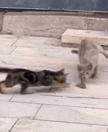 Elazığda Kedi̇leri̇n Fare İle Oyunu Kameraya Yansıdı