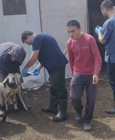 Elazığda Küçükbaş Hayvanlar Salgın Hastalıklara Karşı Aşılanıyor