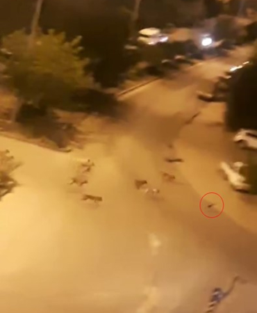 Elazığda Sokak Köpekleri̇, Kedi̇yi̇ Parçaladı