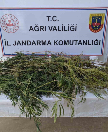 Eleşki̇rtte Uyuşturucu Operasyonu: 90 Kök Hi̇nt Kenevi̇ri̇ Ele Geçi̇ri̇ldi̇