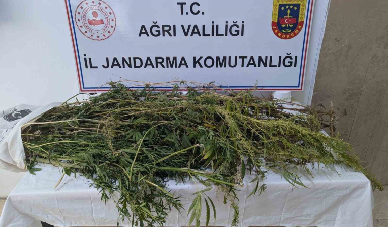 Eleşki̇rtte Uyuşturucu Operasyonu: 90 Kök Hi̇nt Kenevi̇ri̇ Ele Geçi̇ri̇ldi̇