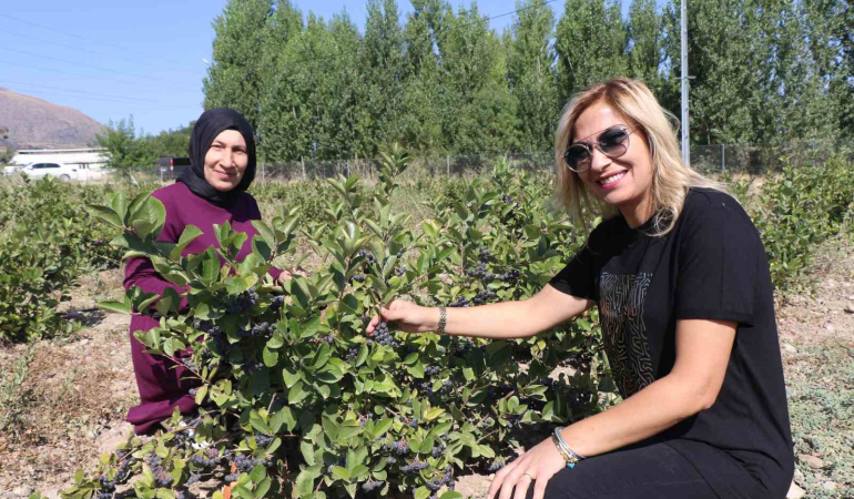 Erzi̇ncanda “Süper Meyve” Bahçesi̇ Kuran Zi̇raat Mühendi̇si̇ Kadın “İlk Hasat” Heyecanı Yaşadı