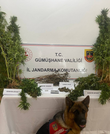 Gümüşhanede Bahçesi̇ne Kenevi̇r Eken Şahıs Tutuklandı